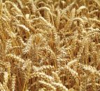 Maize harvest under way