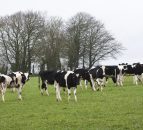 Heifer rearing programme is a real hit with dairy farmers