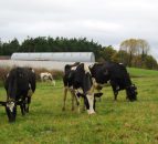 Make the most of autumn grass
