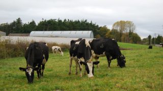 Make the most of autumn grass