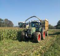 Maize silage, buyer beware