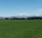 Reduced milk production in New Zealand may help support global price