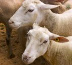 Sheepmeat exports in New Zealand and Australia see decline in first quarter