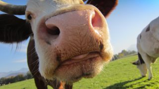 Keep moo-ving moo-ving, top award for cow pedometer innovation