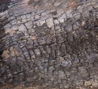 96 ash dieback outbreaks