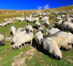 Grant aid for sheep fencing and handling equipment