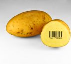 'The safety of GM food for consumption has yet to be proven'