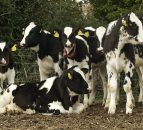 The key to rearing healthy beef calves