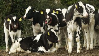 The key to rearing healthy beef calves