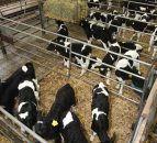 Dairy herd restocking brings more beef to EU market