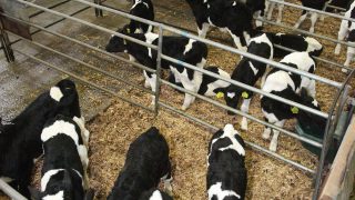Colostrum, hygiene and observation, the basics of calf-rearing