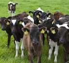 Calf rearing and antibiotics