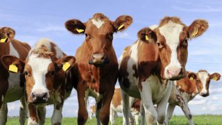 FFA to host All-Ireland stakeholder crisis meeting