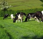 1000 herds signed up for Johne’s pilot programme