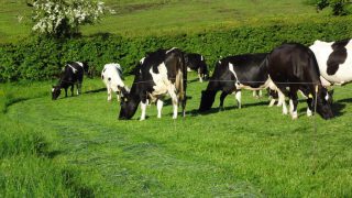 Milk price to farmers ‘still behind’