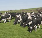 US dairy expert questions milk price:feed ratio