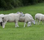 'Lower EU and import supplies to help EU sheepmeat market'