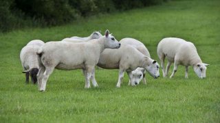‘Lower EU and import supplies to help EU sheepmeat market’