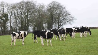 Do ‘recycled’ empty cows have a role?