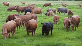 Scottish dairy on the up at the expense of sucklers