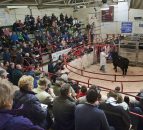 Buy cattle from the comfort of your armchair, as Ballina Mart goes digital 