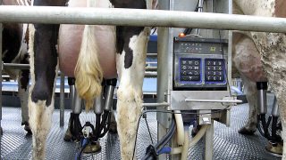 April sees European wholesale dairy markets fall again