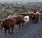 The rocky road through Burren