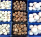 Ireland leading mushroom research