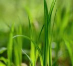 Grass growth a showstopper tonight on RTE