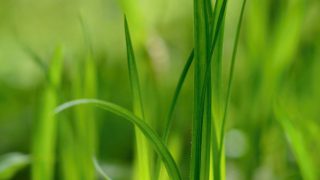 Only 1 in 10 soil samples have the optimum nutrient balance