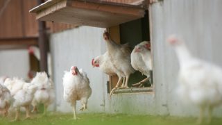 Free range egg producers have been treated despicably
