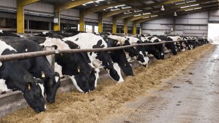 UK wholesale dairy markets coming under pressure