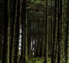 Ireland's forestry to be evaluated