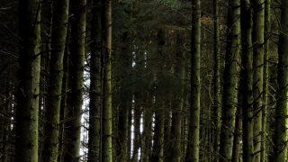 Shortage of land will inhibit vast forestry potential