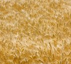 Tighter controls of feed suppliers needed, IGFA