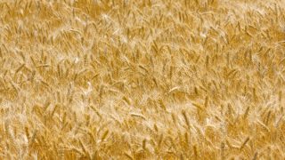 Tighter controls of feed suppliers needed, IGFA