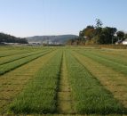 Key forage advice at Livestock Event 
