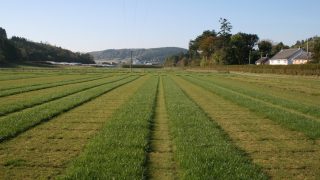 Livestock ryegrass wins research award