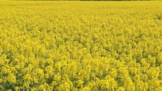New research results on the impact of pyrethroid resistance