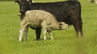 Good grass year in 2014 leads to increase in suckler cow caesareans