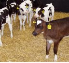 Calf-rearing priorities – a US perspective