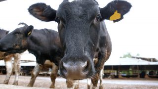 China driving demand for Aussie dairy heifers