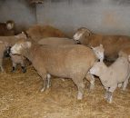 Managing the early lambing ewe