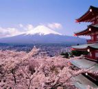 Ireland set to blossom in Japan
