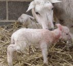 Lamb losses up 14% in Northern Ireland