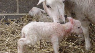 Lamb losses up 14% in Northern Ireland