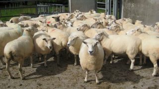 Sheep Ireland to highlight changes to LambPlus flock recording