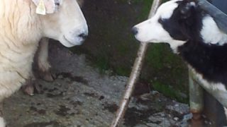 Nutrition, breeding, genetics key to sheep herd health