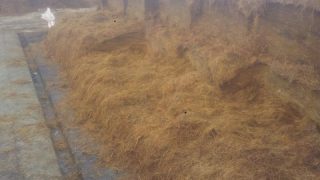 Silage pits open across the country