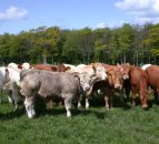 'Convenient worm control now, immunity for the future'